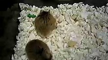 Hamster fight