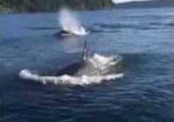 Orca Pod Swims Near Fishermen in Puget Sound