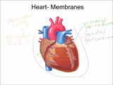 Cardiovascular System  Introduction, Heart, and Blood Vessels  Final