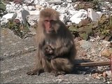 伊豆、波勝崎苑の猿（赤ちゃん誕生）Japanese Macaque Monkeys