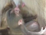 伊豆、波勝崎苑の猿（赤ちゃん至近距離）Japanese Macaque Monkeys