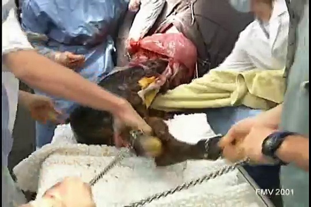 Césarienne chez la vache par le flanc gauche