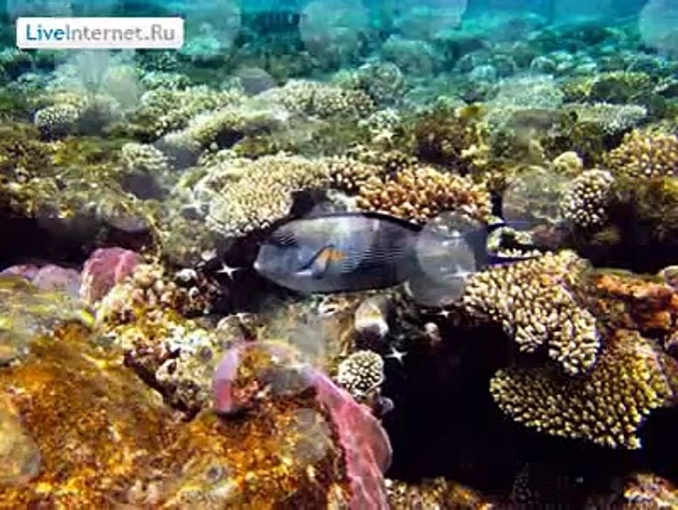 3872108 Muzuyka dlya dushi  Odinokiy Pastuh Komp Dzheym Last