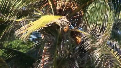 Caribbean Moments - St. Vincent & Dominica