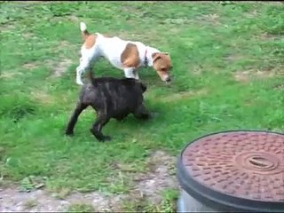 6 week old Bull Mastiff with Mini Jack Russell