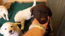 Ricochet Labradors English yellow and chocolate Lab puppies