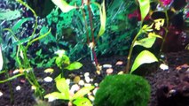 Red Cherry Shrimp and Ghost Shrimp in 10-Gallon Tank