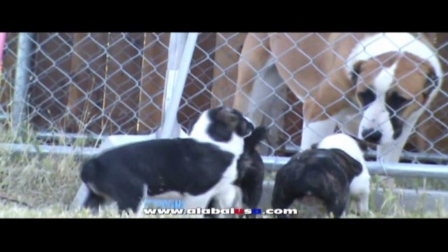 Exploring Alabai Puppies 6 weeks old