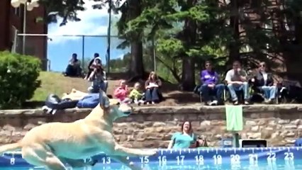Dog Dock Diving Deadwood South Dakota Event Review