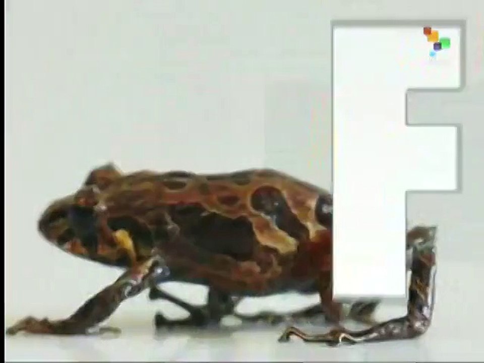 Ecuador: Skin-Changing Frog Officially Named
