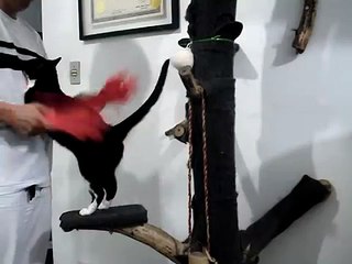 spanking cat - revival