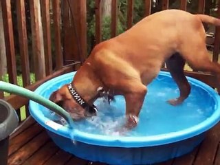 Dogue de Bordeaux puppy in the pool