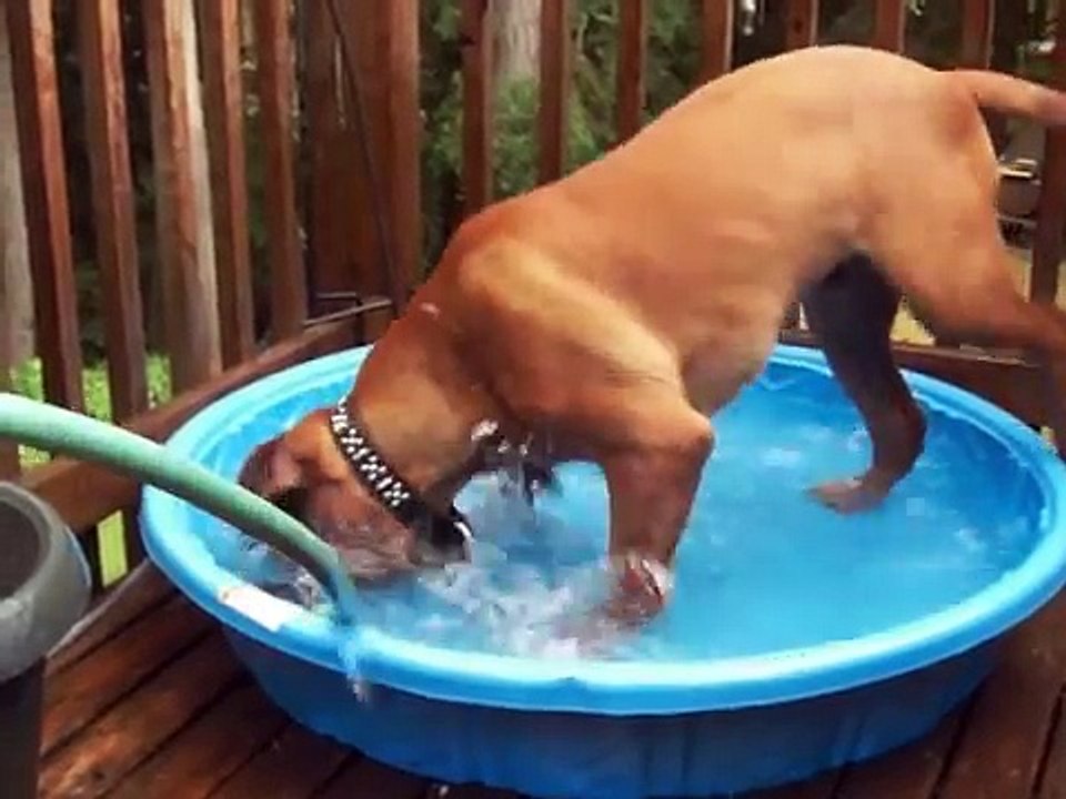 Dogue de Bordeaux puppy in the pool