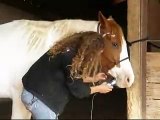 Ladys Final Passion - pretty, broke trail riding mare