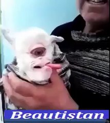 New Merical Of Allah Goat