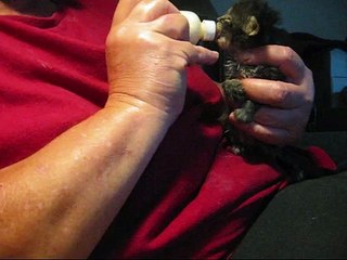 Bottle Feeding Kittens