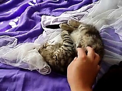 Relaxed kittens taking a nap and cuddles on my bed.