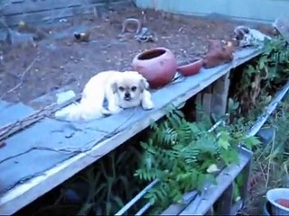Tibetan Spaniels Charles Charlie Wayne & Lady Dog