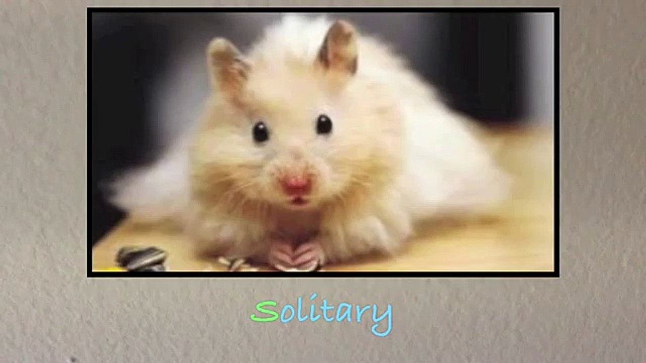 Domesticated Hamster Species