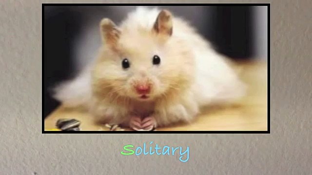 Domesticated Hamster Species