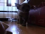 Devon Rex Kittens 5 weeks old - playing