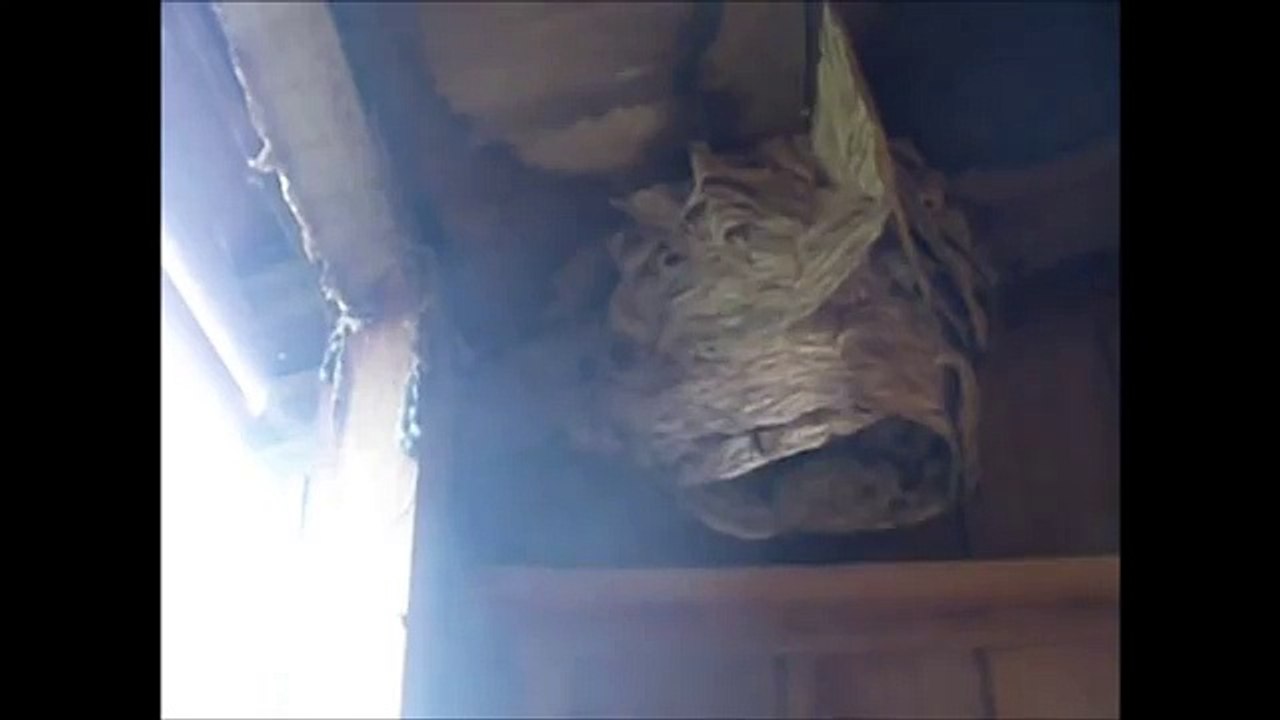 Ets A.G.I.R  Destruction d'un nid de frelons européens sur le lot-et-garonnne