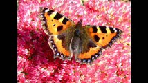 A Beutiful Images Of Butterflies صور جميله للفراشات