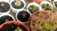 Mis Plantas Carnivoras