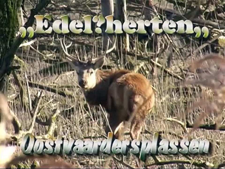 Edel ? herten, Oostvaardersplassen
