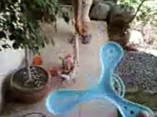 My askal dog.. - FLYING DOG