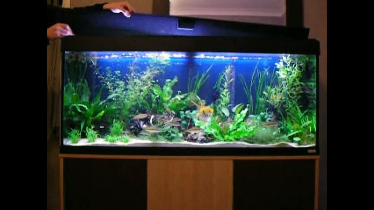 Tropical Fish Community Tank Feeding Time
