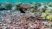 Sea Turtle on a long graceful swim in the shallow coral reefs at Turtle Beach Big Island Hawaii