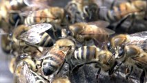bees slowmotion