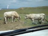 Two Bulls fighting over a cow