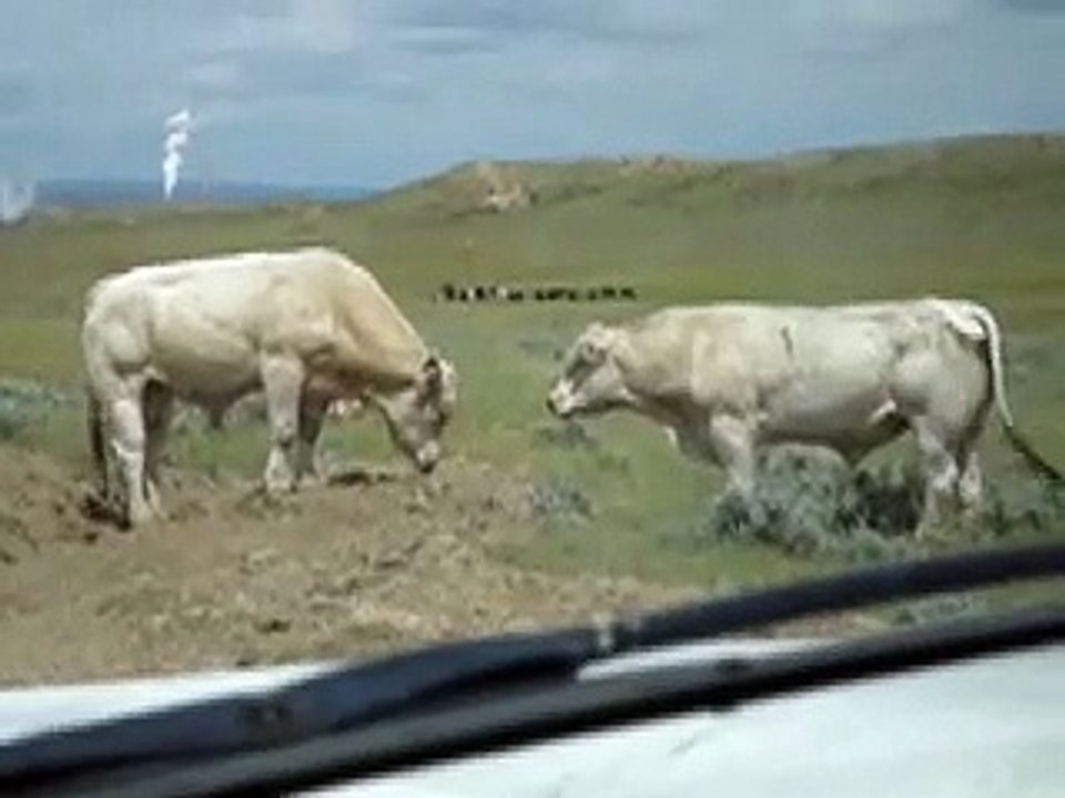 Two Bulls fighting over a cow