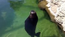 Spinning Hawaiian Monk Seal in Water