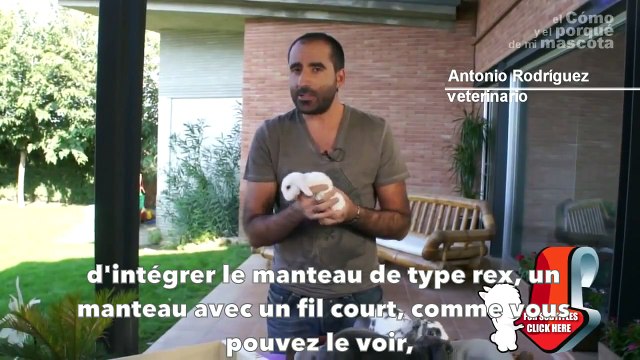 LAPINS - Lapin Belier Rex