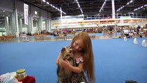 Yorkshire Terriers @ World Dog Show