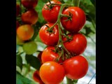 Tomatoes Growing Tips - Revealed