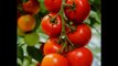Tomatoes Growing Tips - Revealed