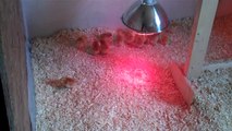 Baby Meat Chickens (with housing set up)