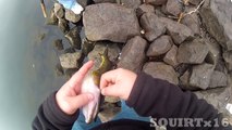 Bass Pickerel Crappie fishing Connecticut