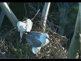White-bellied Sea Eagles of Sydney, Australia- In memory of SE13