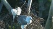 White-bellied Sea Eagles of Sydney, Australia- In memory of SE13