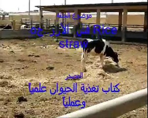دورة تدريبية في التسمين..ج65..قش الأرز5.wmv