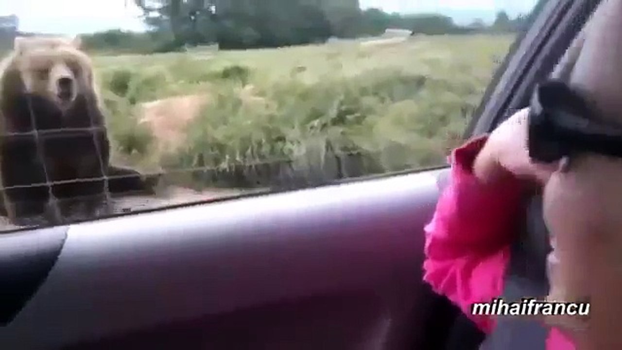 Funny And Cute Bears Acting Like Humans Compilation 2014 [NEW]