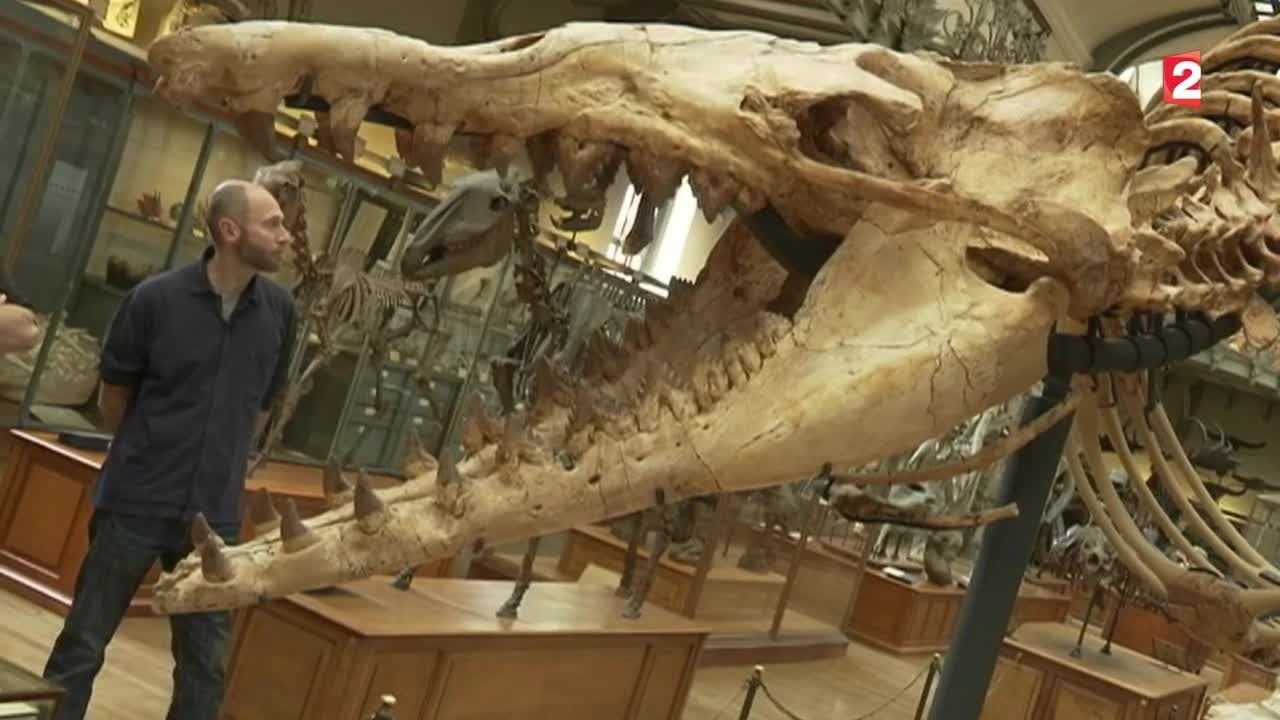 Sciences - Les animaux du futur