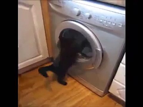 Chat VS machine à laver !