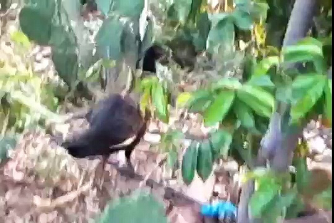 Cruzamento de um galo com uma galinha de angola (guiné) Olha o que deu gente.