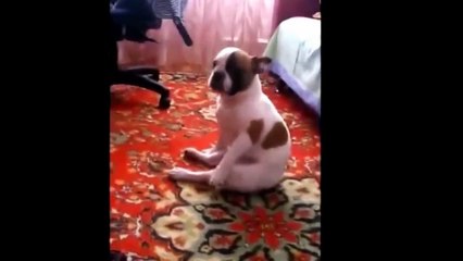 Excited puppy spots it's owner Puppy Dog Dancing To Webbie [You Bad MIX]